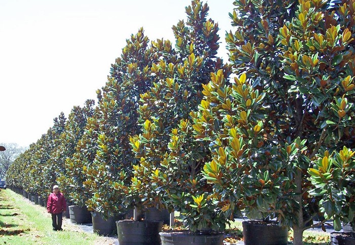 Evergreen magnolia